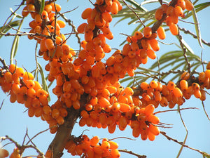 Why Sea Buckthorn Berry is Good for You